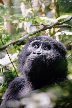 Gorillas in Rwanda and wildlife in Uganda