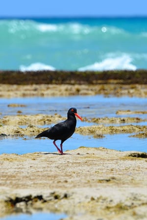 The Garden Route and a spot of safari in South Africa