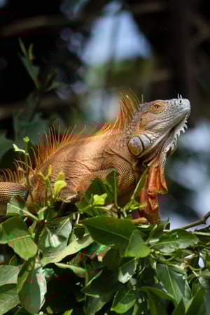 The beaches and beauty of the East 