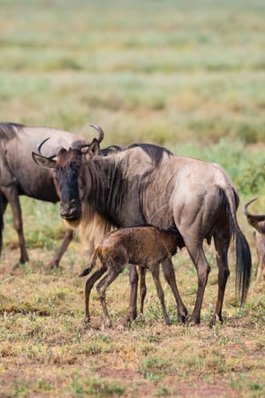 Tanzania's best Great Migration safari