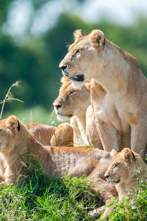 Classic Kenya bush & beach