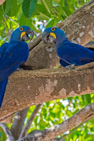 Wildlife Wonders of Brazil