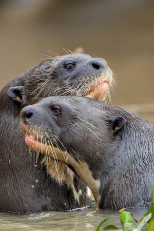 A wild adventure in Brazil