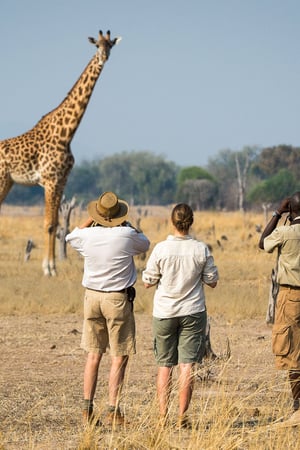 The Ultimate Zambian Walking Safari