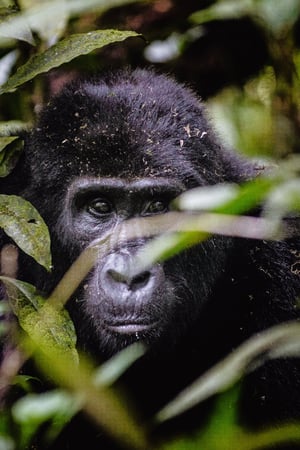 A classic Uganda gorilla safari