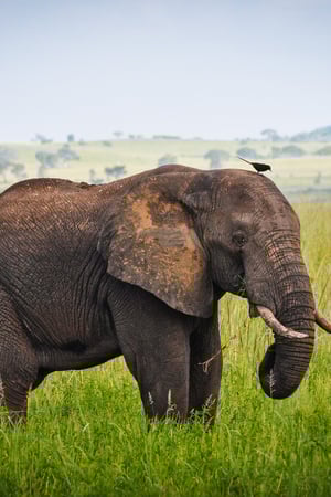 Off the beaten track in Uganda