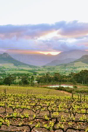 Grapes and game parks in South Africa