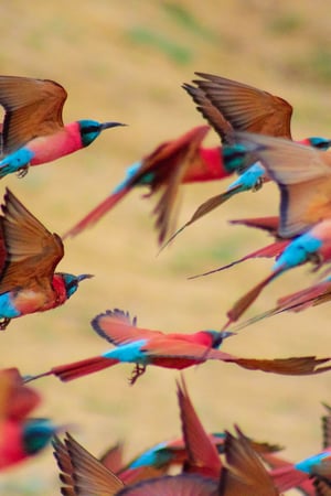 Chad: the ultimate expedition