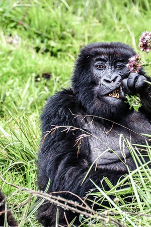 Rwanda: the full works