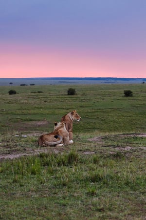 A Big Five safari in Kenya, with the magic of Madagascar