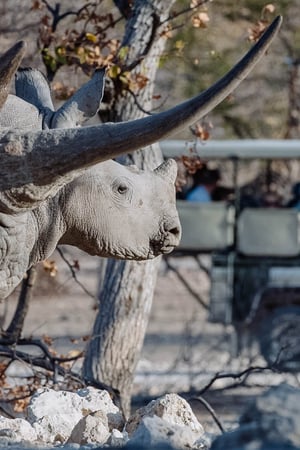 A self-driving circuit of northern Namibia