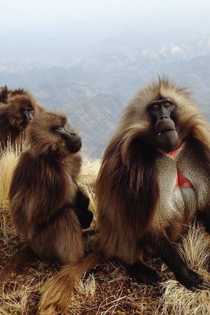 The Wildlife Highlights of Ethiopia