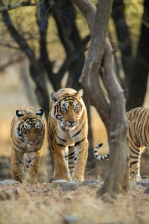 Golden Triangle, Tigers & Beach 