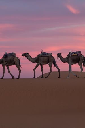 The works: ancient medinas, Atlantic views & the Sahara