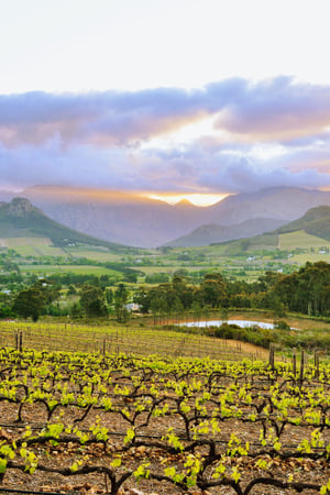 Grapes and game parks in South Africa