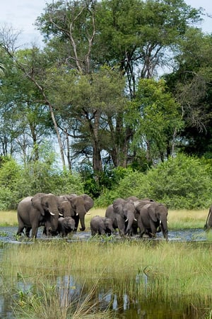 A classic journey through Botswana
