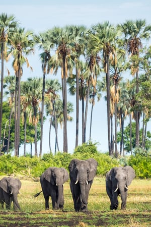 The Ultimate Southern Africa trip