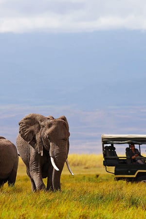 The best of Kenya and Tanzania