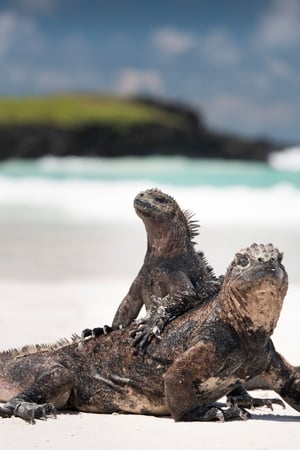 Action-packed Ecuador & the Galapagos