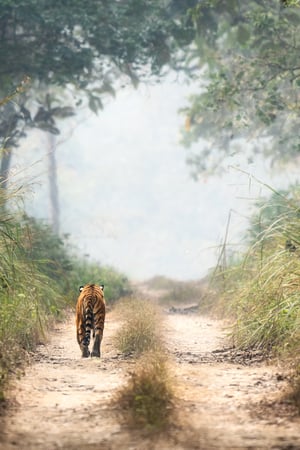 Himalayas and the Hidden Jungles of Nepal