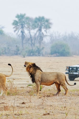 Beat the tourists to Liuwa Plains 