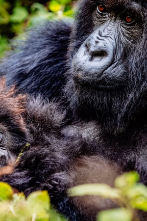 Gorillas & game parks: a bucket list adventure