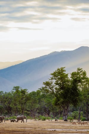 An Adventure in Zambia and Zimbabwe