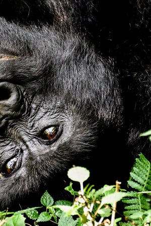 Primates of Uganda & Rwanda
