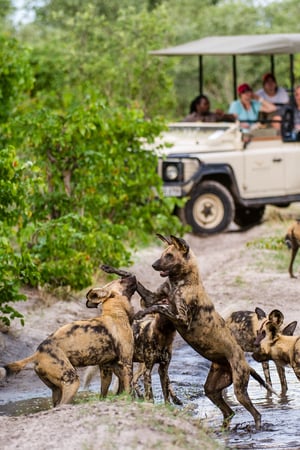 Botswana: bush & beach