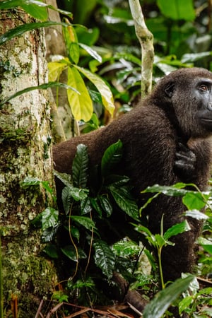 Republic of the Congo