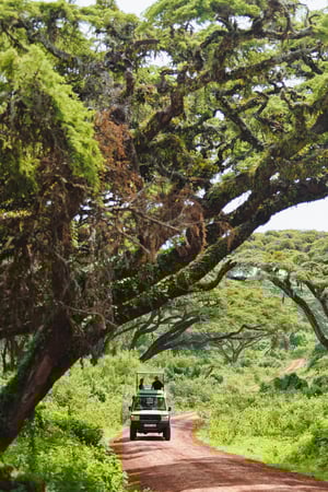 Gorillas, Ngorongoro & the Serengeti