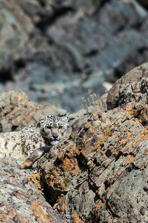 The snow leopards of the Himalayas