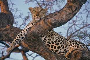A Kruger National Park Safari