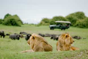 Your Chance to Customise Dereck Joubert’s Dream Big Cat Safari