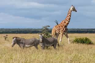 Top Kenya Travel Tips