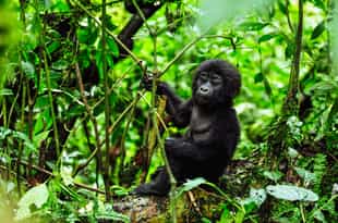 The Story of Africa’s Last Mountain Gorillas