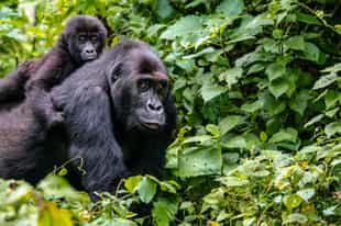 Where to go Gorilla Trekking