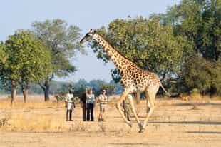 Everything you need to know about walking safaris