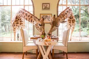 The 10 best lodges for a gourmet safari