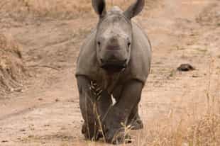 7 conservation projects that deserve your support