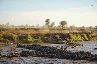 Top 5 Animal Migrations in Africa
