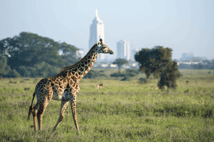 24 hours in Nairobi