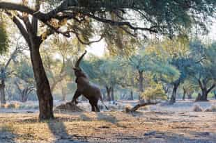 What to see on safari in Zambia