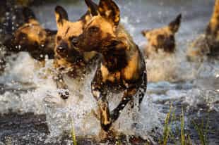 Top Five Places to see African Wild Dogs
