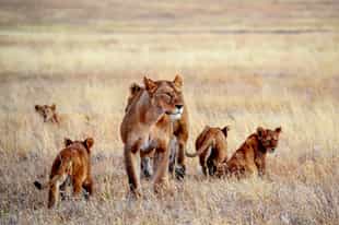 Top places to see wild lions