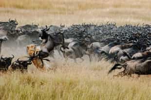 An East Africa safari guide