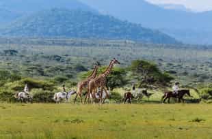 Things to do in Kenya