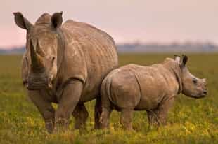 How to plan an affordable South Africa safari