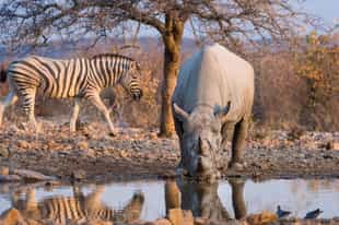 Namibia Safari Guide