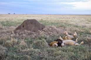 What’s it like to go on safari now?